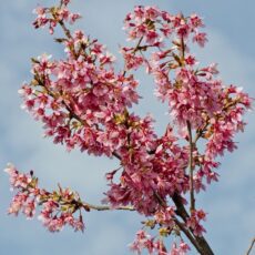 5038838004773 1 Prunus Okame 12l.jpg